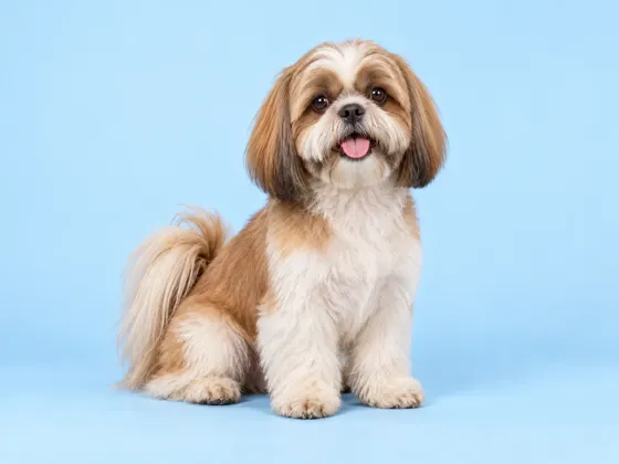 Shih Tzu
