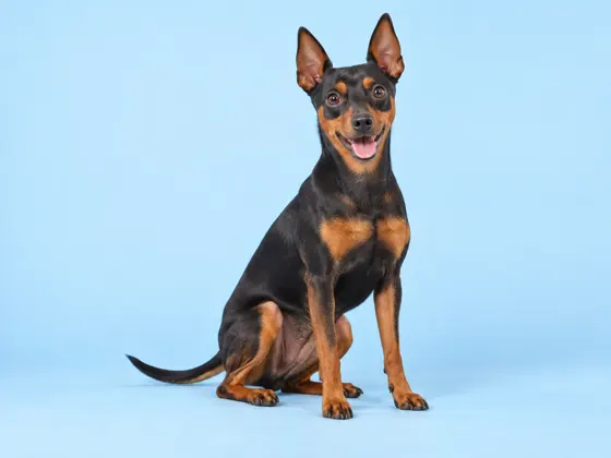 Pinscher