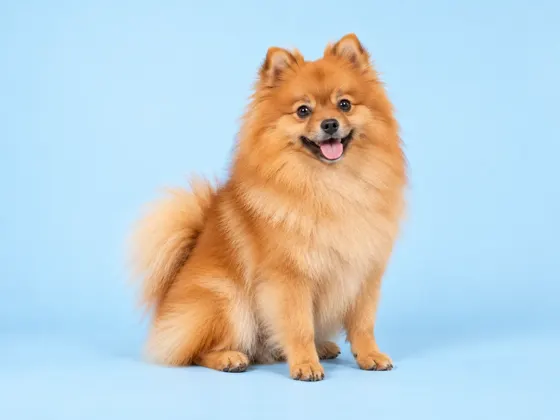 Spitz Alemán · Pomerania
