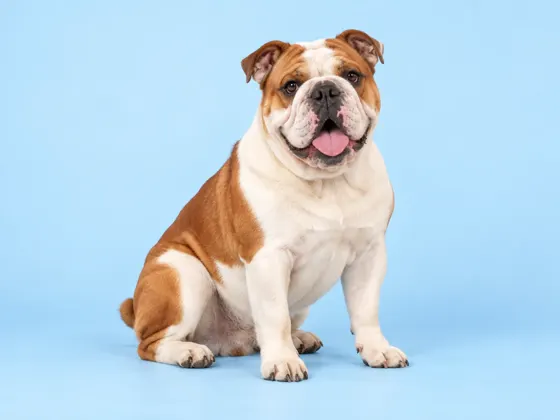 Bulldog Inglés