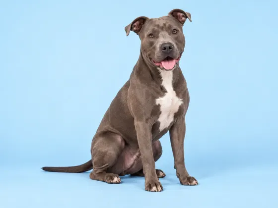 Pit Bull · American Pit Bull Terrier