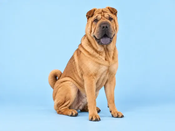 Shar-Pei