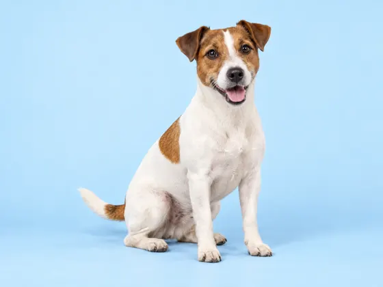 Jack Russell Terrier